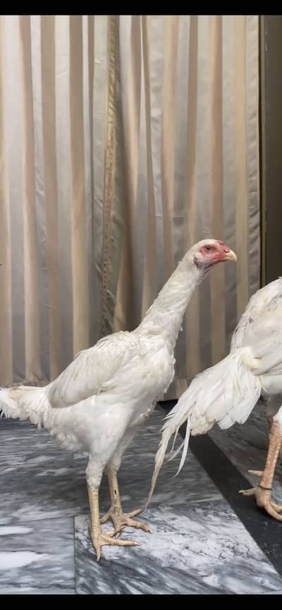 White Shamoo Breeder Female