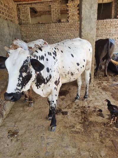 cow Australian
