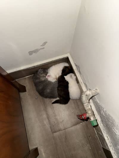 Persian Kitten Triple Coated Odd Eyed