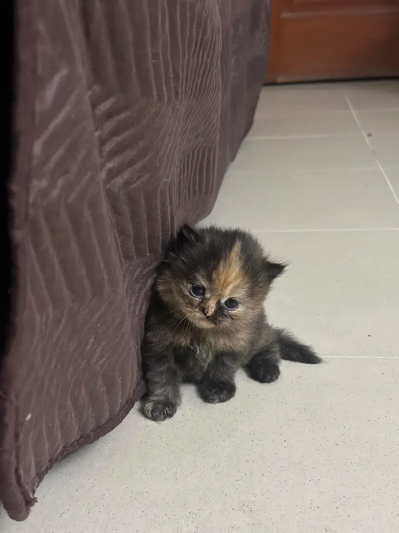 Persian Kitten Triple Coated Golden Eyed — photo 6