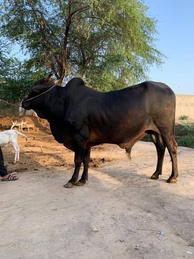 qubani. k liya. bull for sale