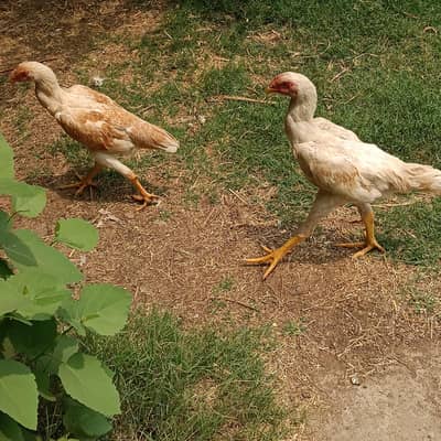 Shamo pair