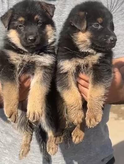 stock coat gsd puppies for sale