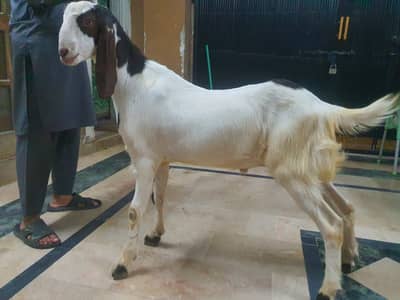 Goats for Sale, Qurbani bakray for sale. donday bakray. 1 year k bakra