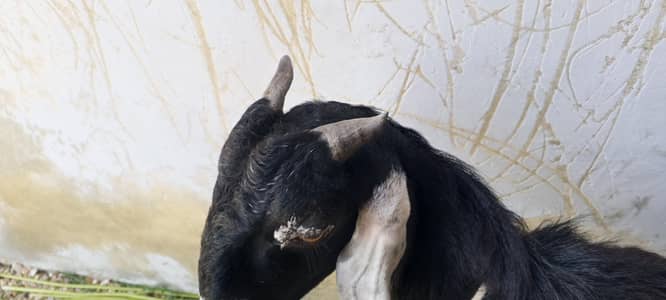 bakra ha