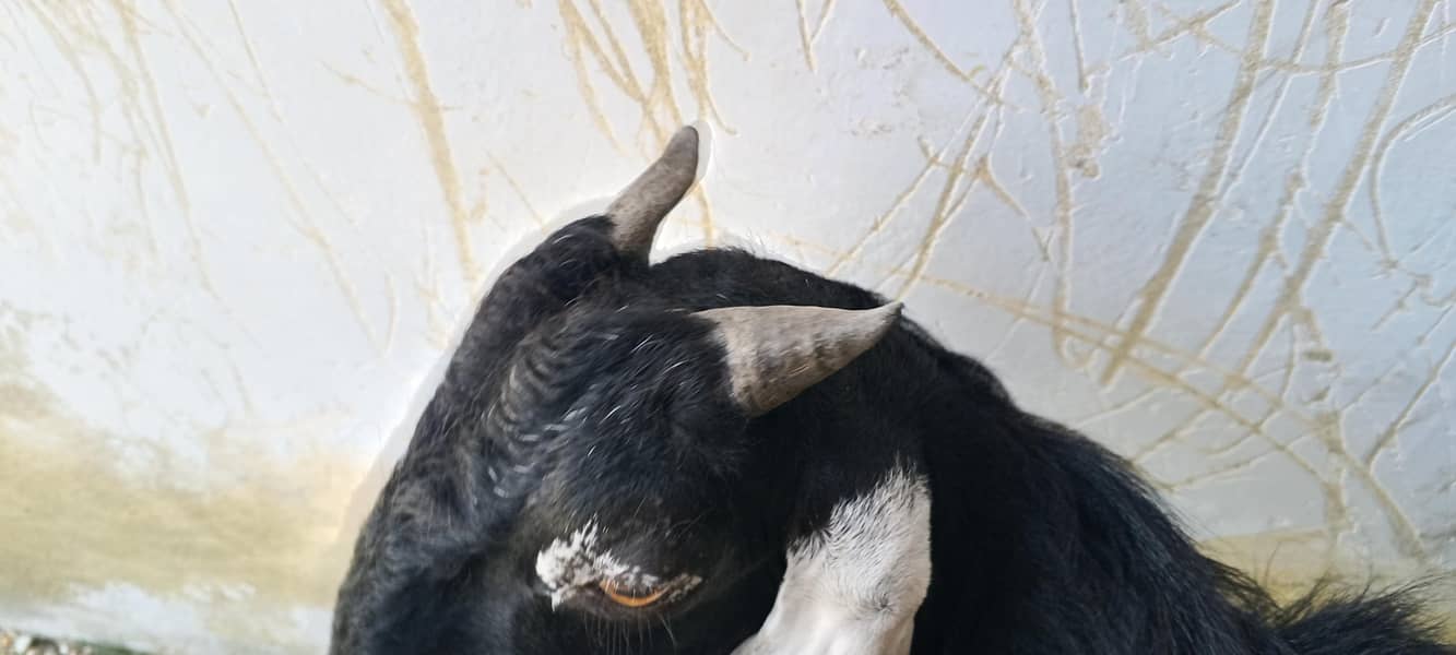 bakra ha 1