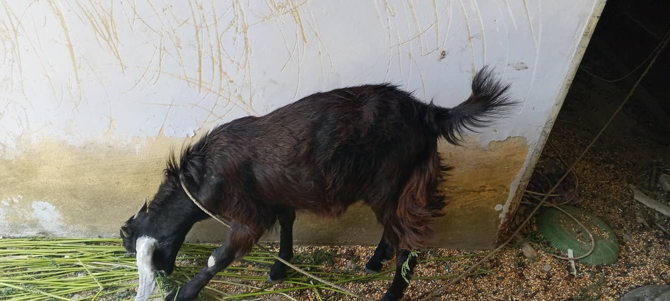 bakra ha 2