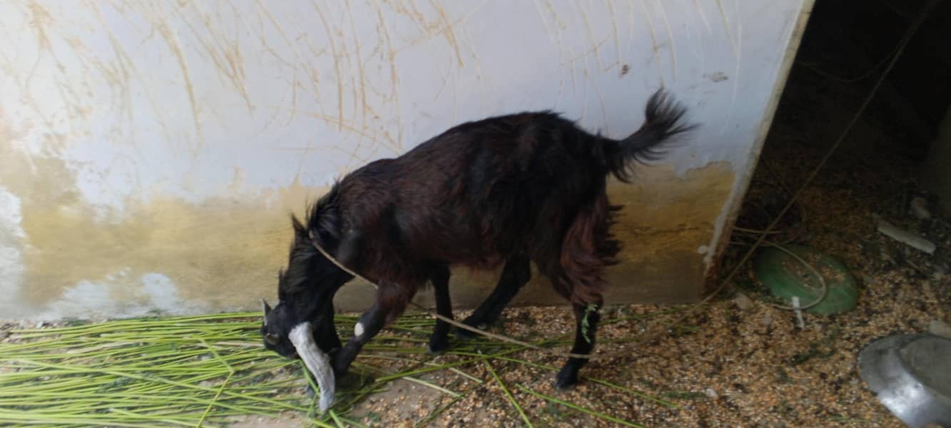 bakra ha 3