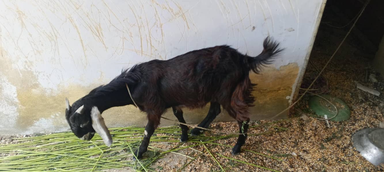 bakra ha 4