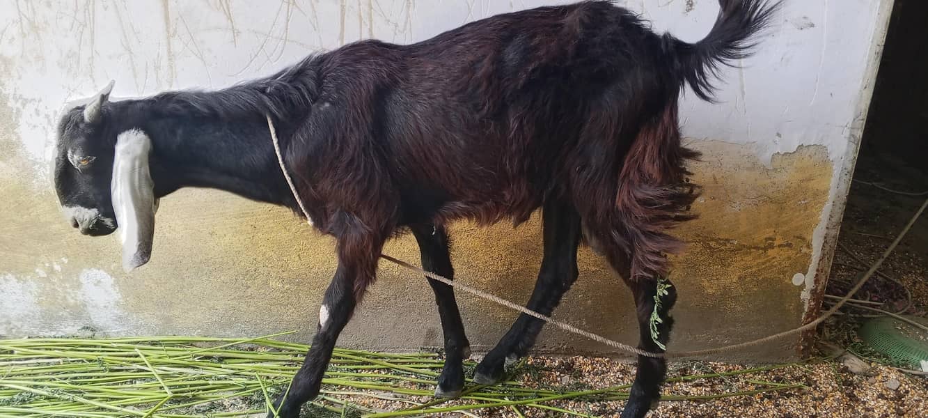 bakra ha 5