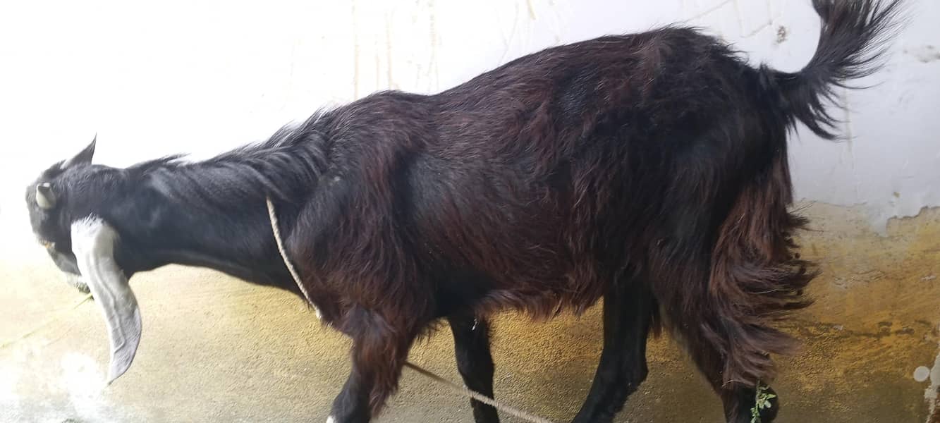 bakra ha 6