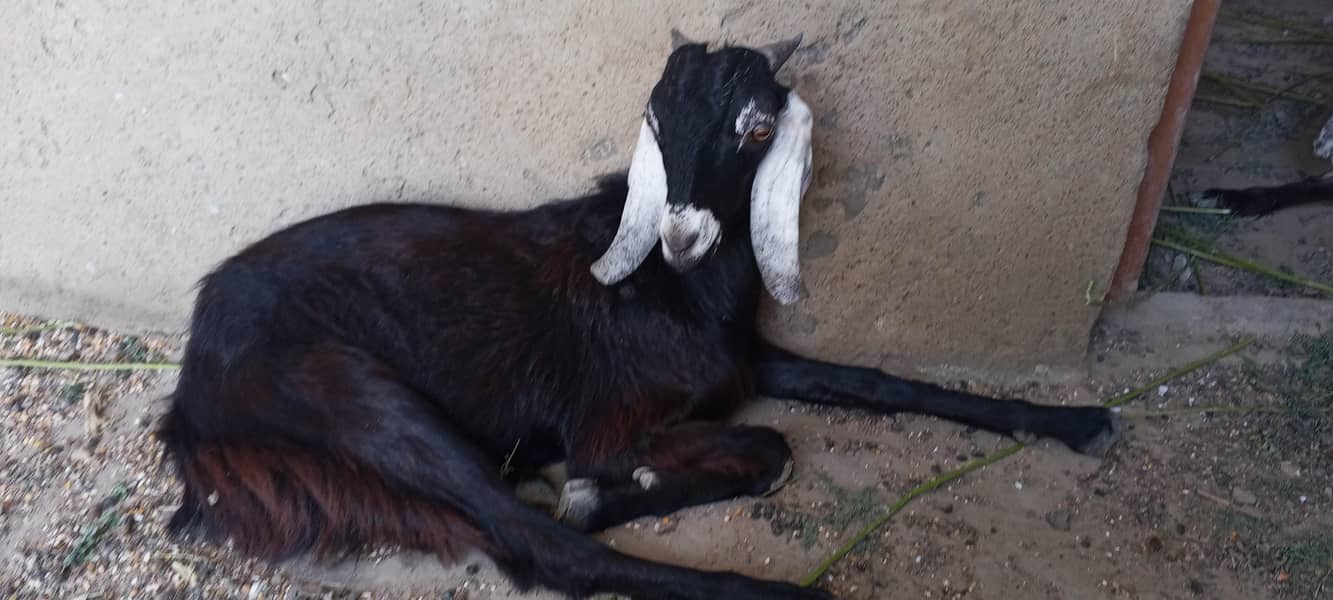 bakra ha 7