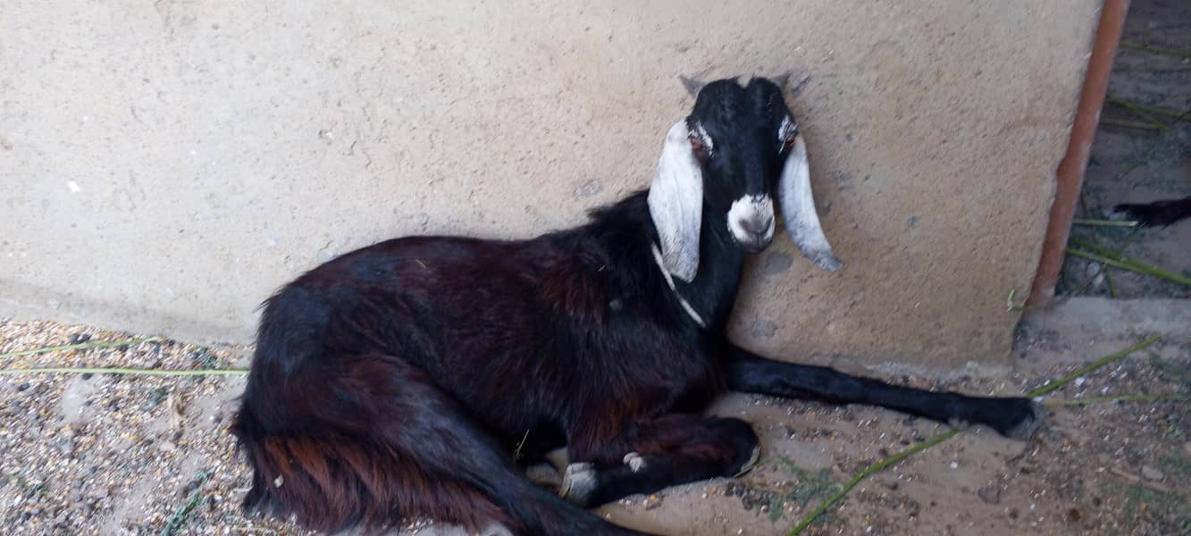 bakra ha 8