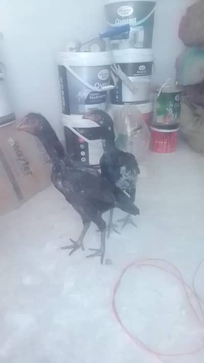 Aseel hens best breed i