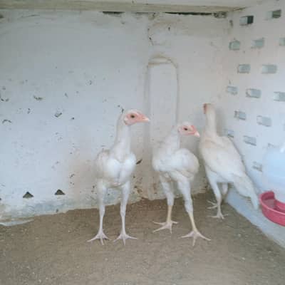 hens for sale Heera aseel