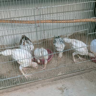 hens for sale Heera aseel