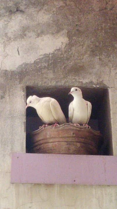 Khumray Dove Breeder Pairs For Sale