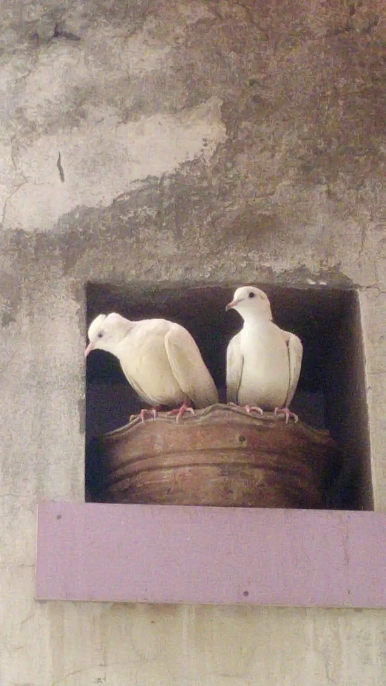 Khumray Dove Breeder Pairs For Sale