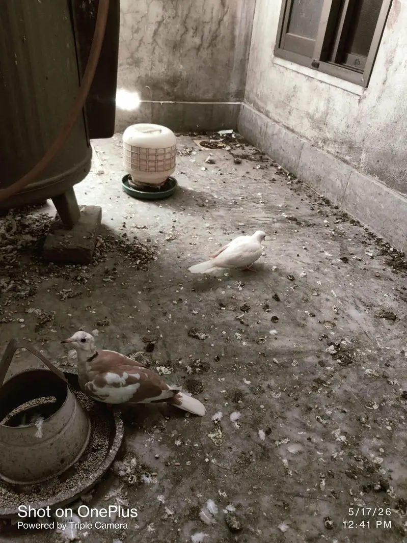Khumray Dove Breeder Pairs For Sale — photo 2