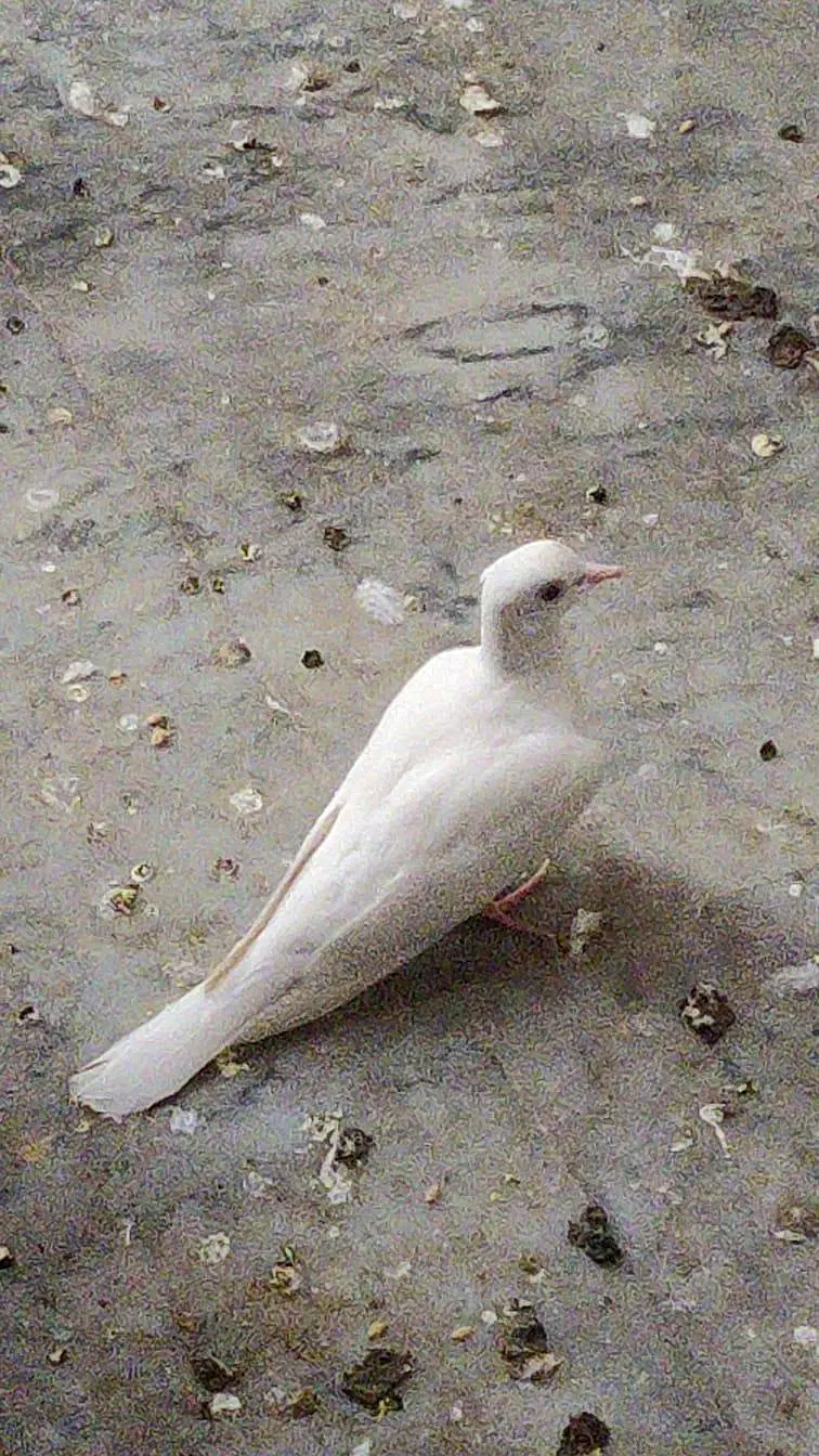 Khumray Dove Breeder Pairs For Sale — photo 3