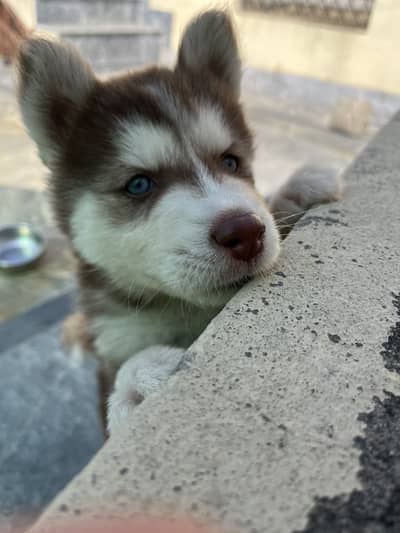Siberian Husky Long coat blue eyes super active