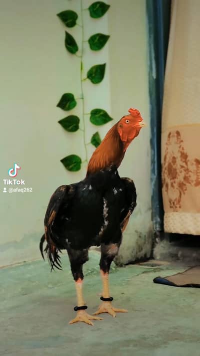 Aseel Lakha Mazbot Jor Full Active Bird for sale