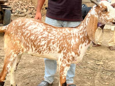 A bakra is a male goat, is sale for Eid purpose everyone interested fe