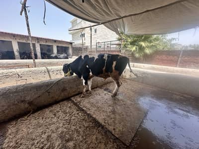 Qurbani bull 4 dant