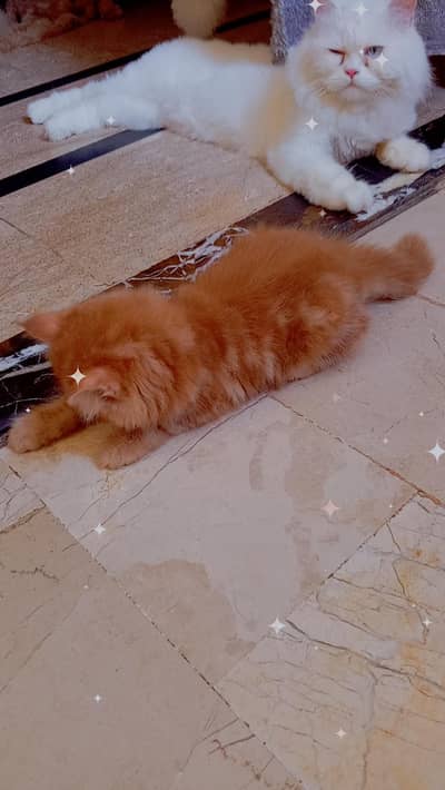 Persian kittens looking for a caring family