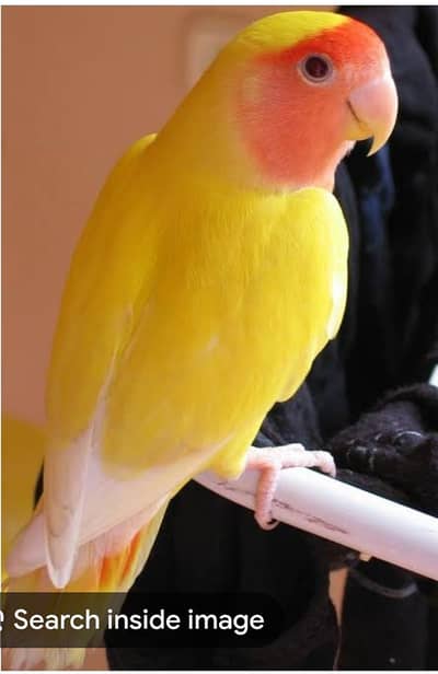 I am selling my birds Latino love birds pair