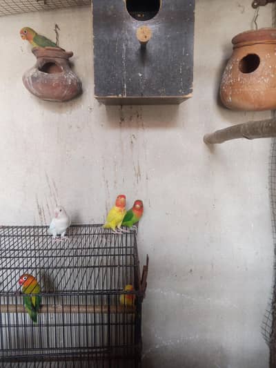 Love birds
