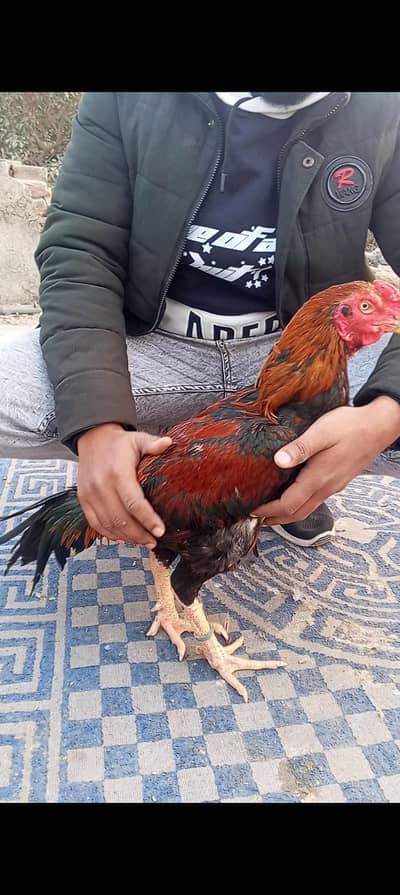 pakoya