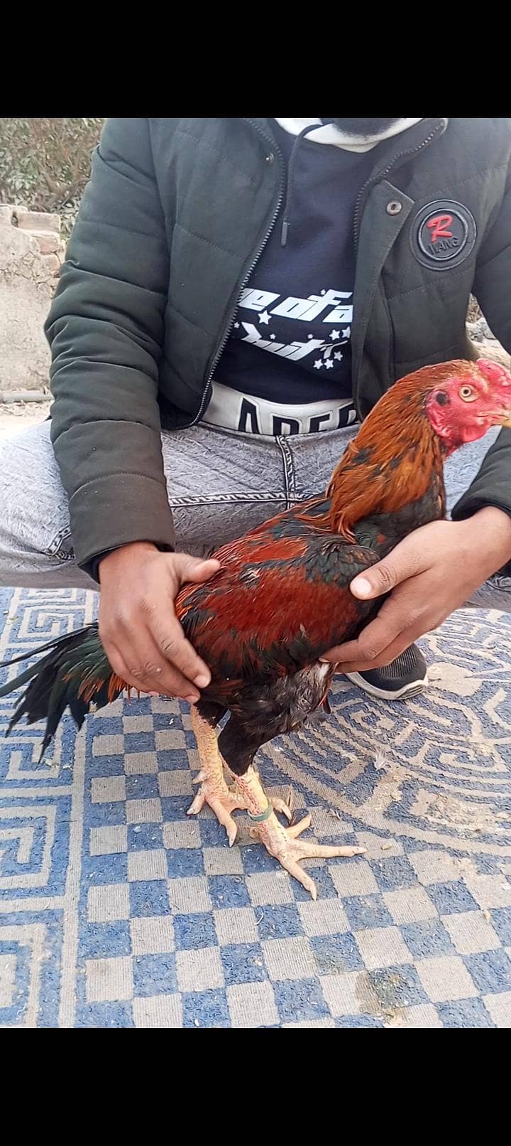 pakoya 0
