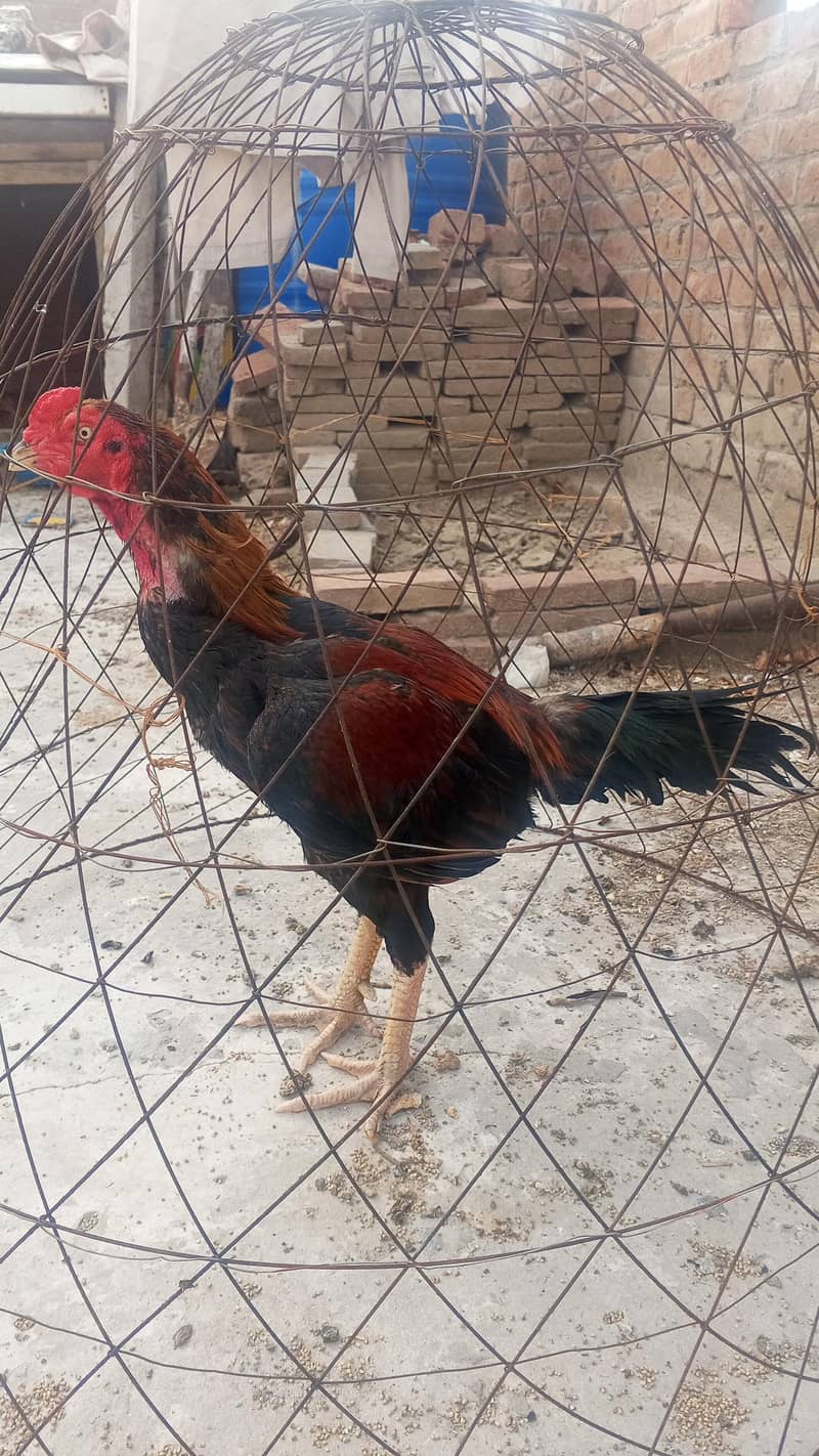 pakoya 2