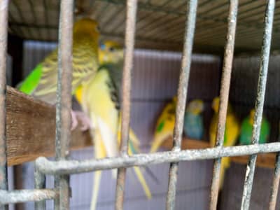 bajri parrot 12 potion  cage