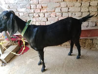 4.5 month pregnant dosri bar