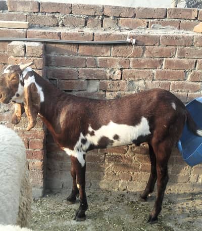 2dant khasi bakra