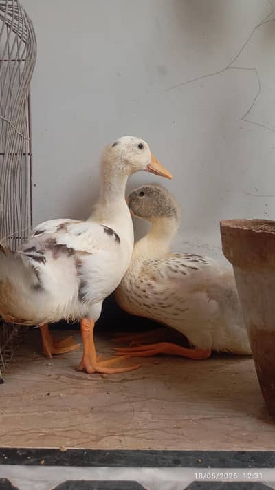 Duck | home raise | batak