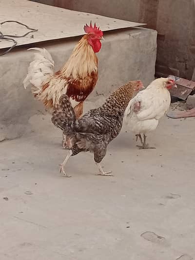 Golden Misri 2 Hens 1 Roster
