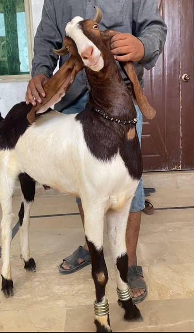 BAKRA  FRESH 2 DANT BALDE  KASSI    READY DISTRIBUTION FIRST