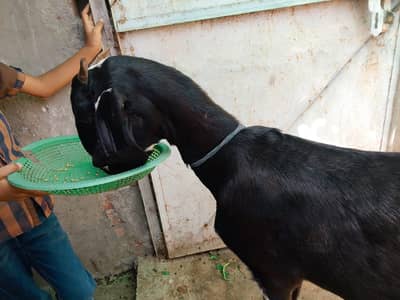 4dant bakri