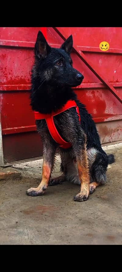 active German Shepherd puppy available. 8 Months  Age: 8 Months