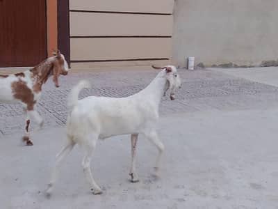 2 dant Gulabi Breeder only wattsapp 03352562325