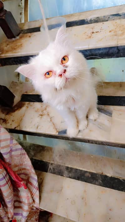 Persian cat pure white colour . . male gender