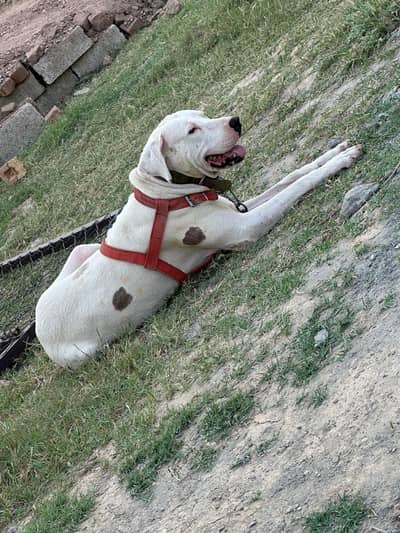 Bully gultair height 28 inches