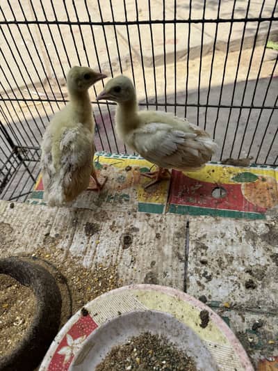 Peacock chicks for sale