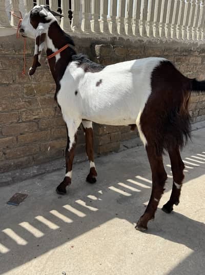 Qurbanii Bakra for sale