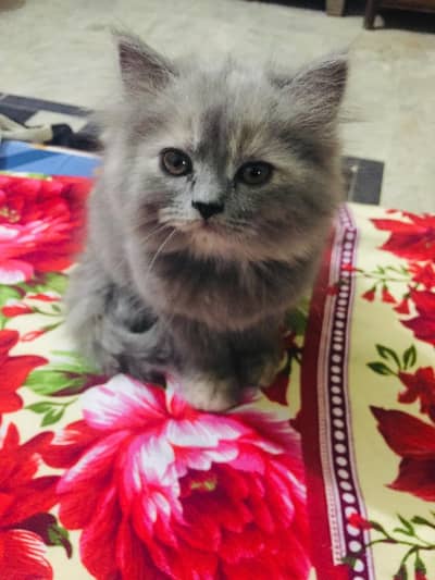 Persian cats