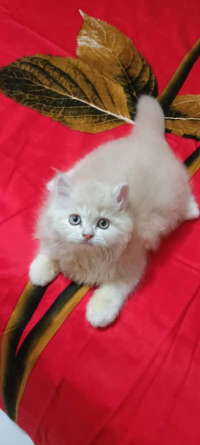 Persian kittens triple coat pair  for sale contact whatsap 03201503610