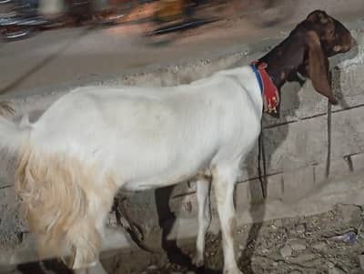 goats for qurbani